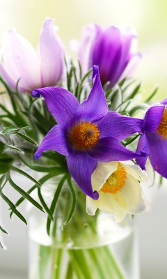 Обои Purple Pulsatilla Flowers 240x400