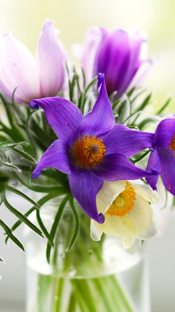 Обои Purple Pulsatilla Flowers 360x640
