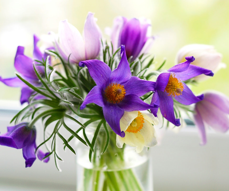 Sfondi Purple Pulsatilla Flowers 960x800