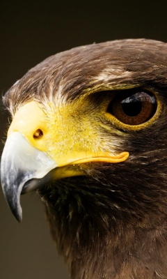 Eagle screenshot #1 240x400