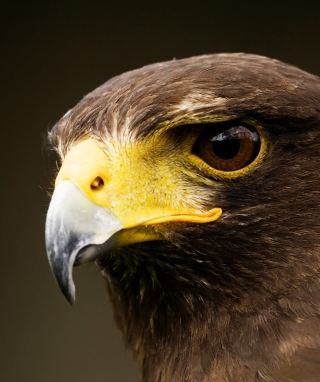 Eagle - Fondos de pantalla gratis para Nokia Lumia 925