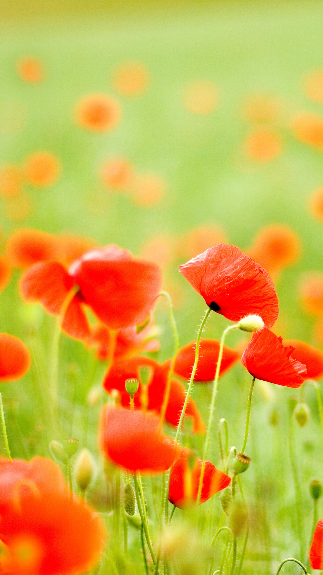 Обои Poppy Field 1080x1920