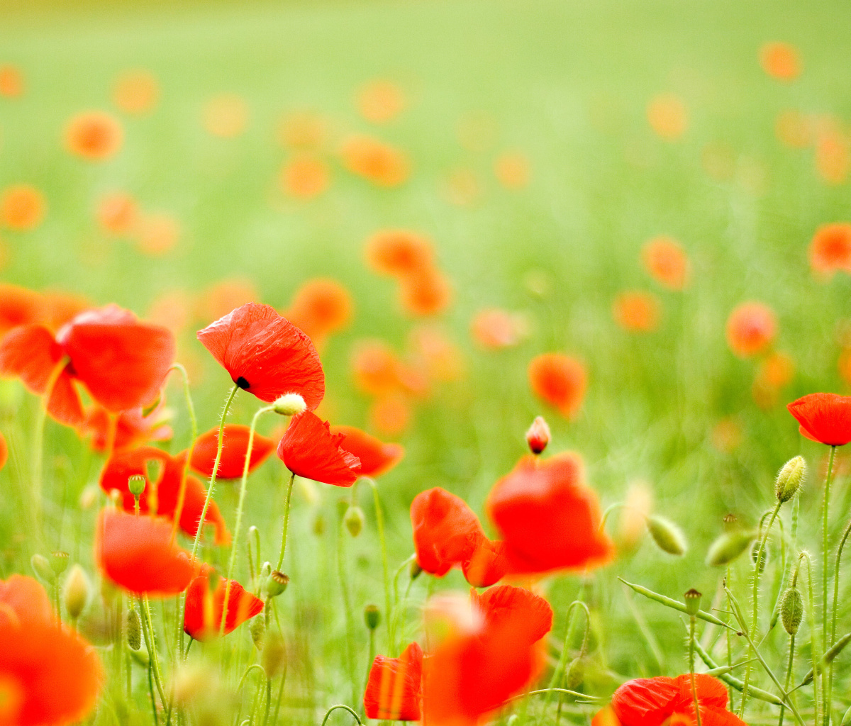 Fondo de pantalla Poppy Field 1200x1024