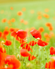 Das Poppy Field Wallpaper 176x220