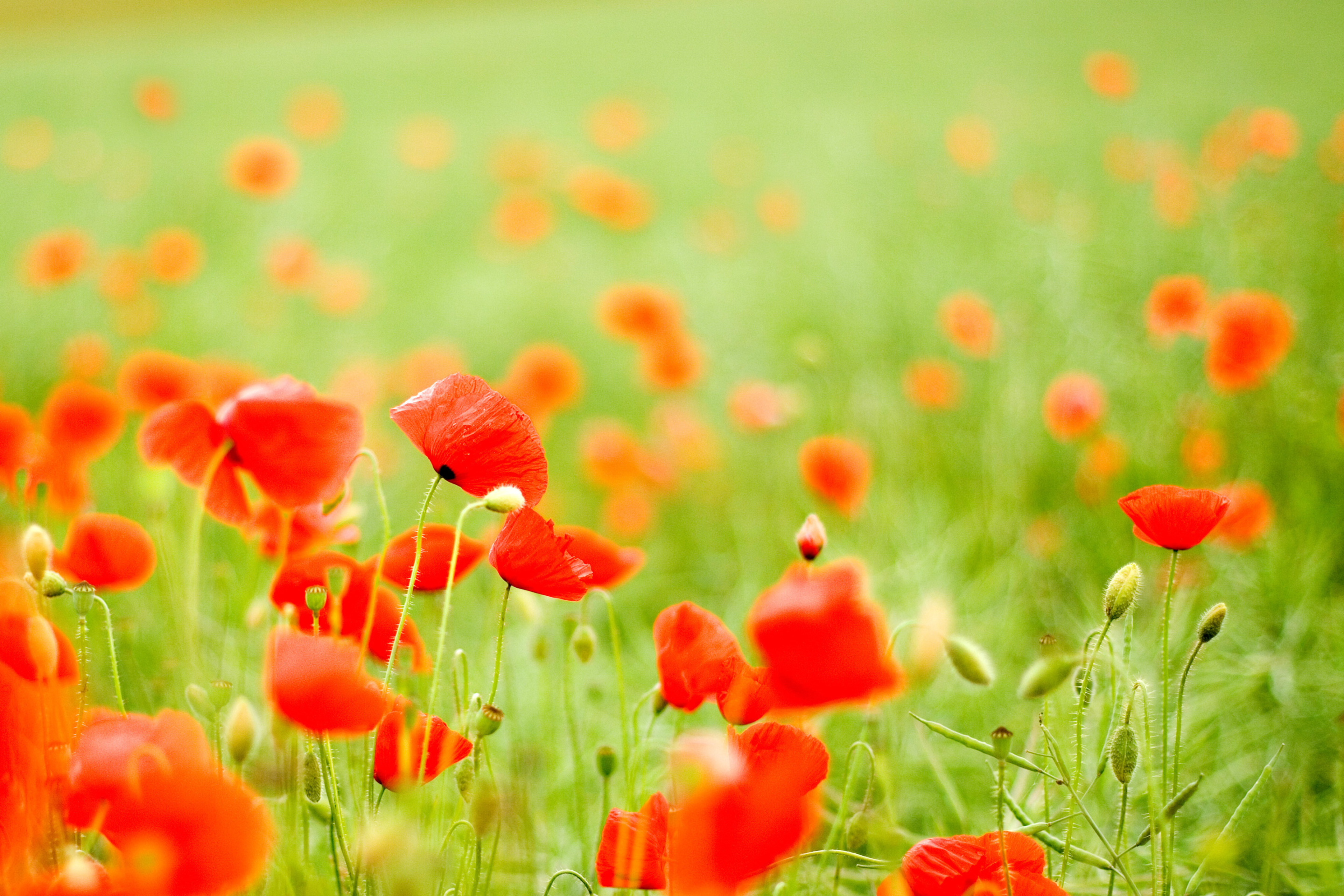 Обои Poppy Field 2880x1920