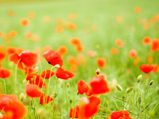 Poppy Field wallpaper 320x240