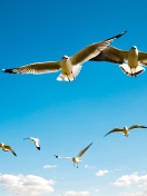 Screenshot №1 pro téma Pigeons Flying In Blue Sky 132x176