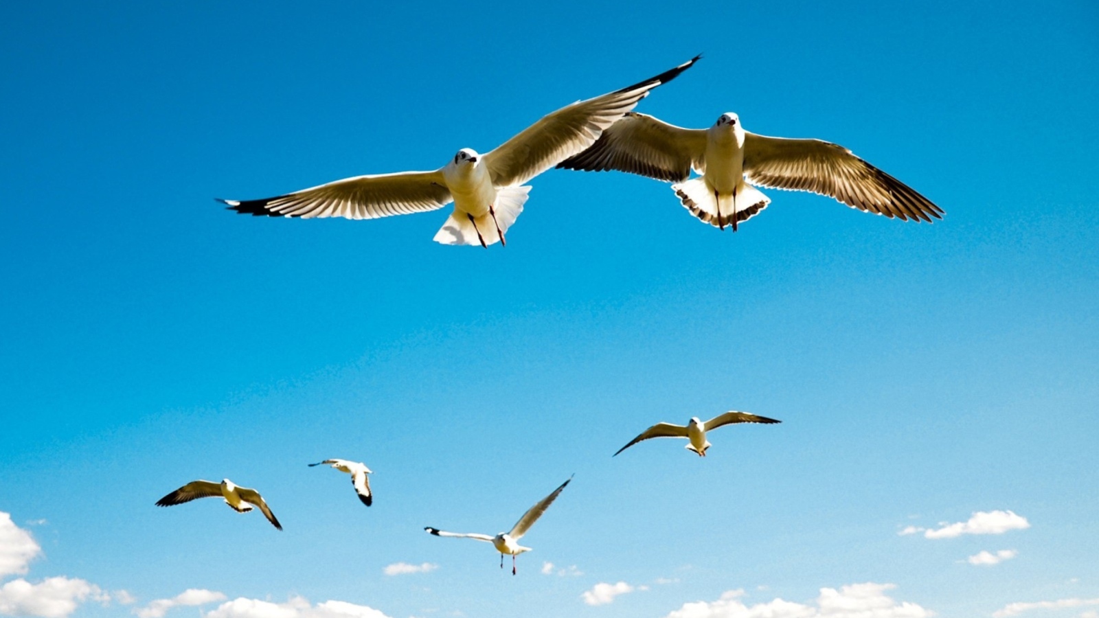 Sfondi Pigeons Flying In Blue Sky 1600x900