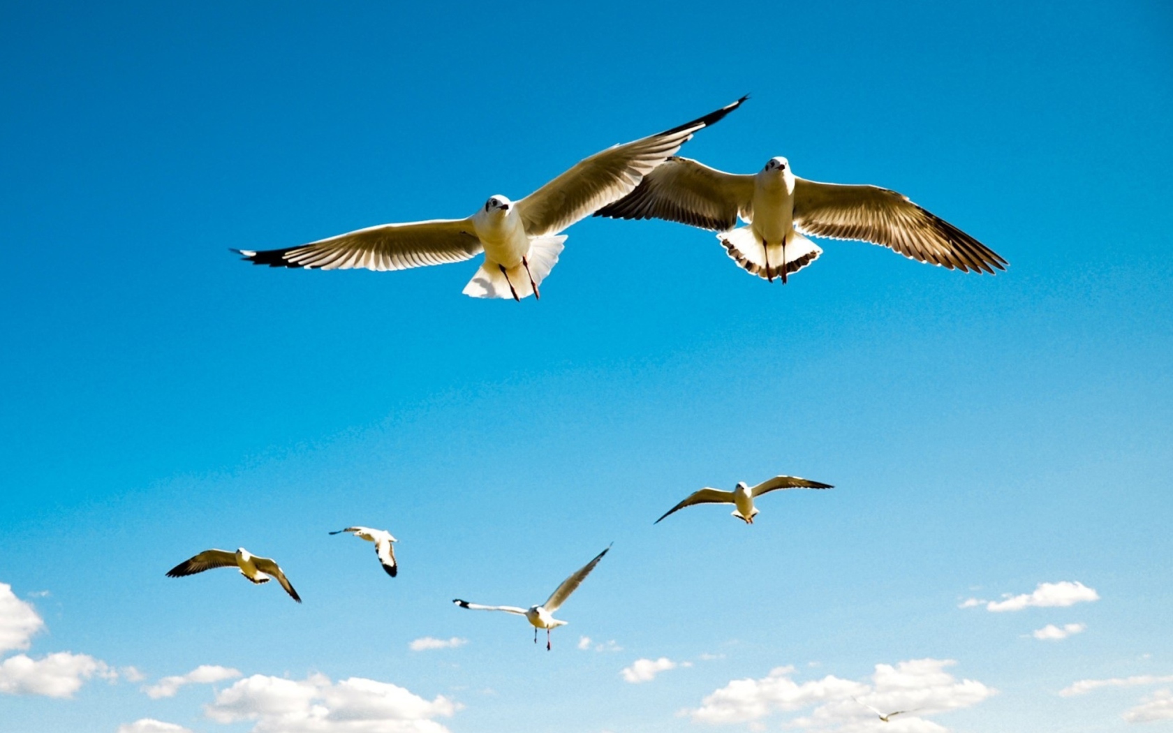 Screenshot №1 pro téma Pigeons Flying In Blue Sky 1680x1050