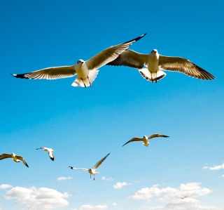 Pigeons Flying In Blue Sky - Obrázkek zdarma pro 1024x1024