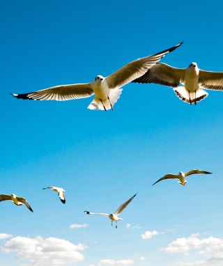 Pigeons Flying In Blue Sky - Obrázkek zdarma pro 132x176