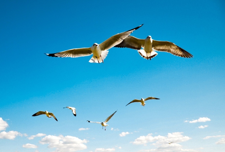 Pigeons Flying In Blue Sky wallpaper