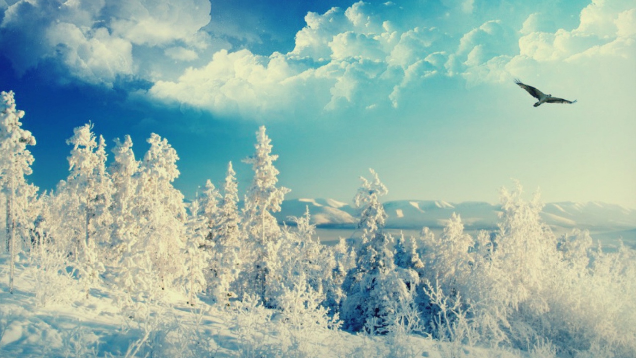 Screenshot №1 pro téma Bird In Sunny Winter Sky 1280x720