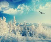 Screenshot №1 pro téma Bird In Sunny Winter Sky 176x144