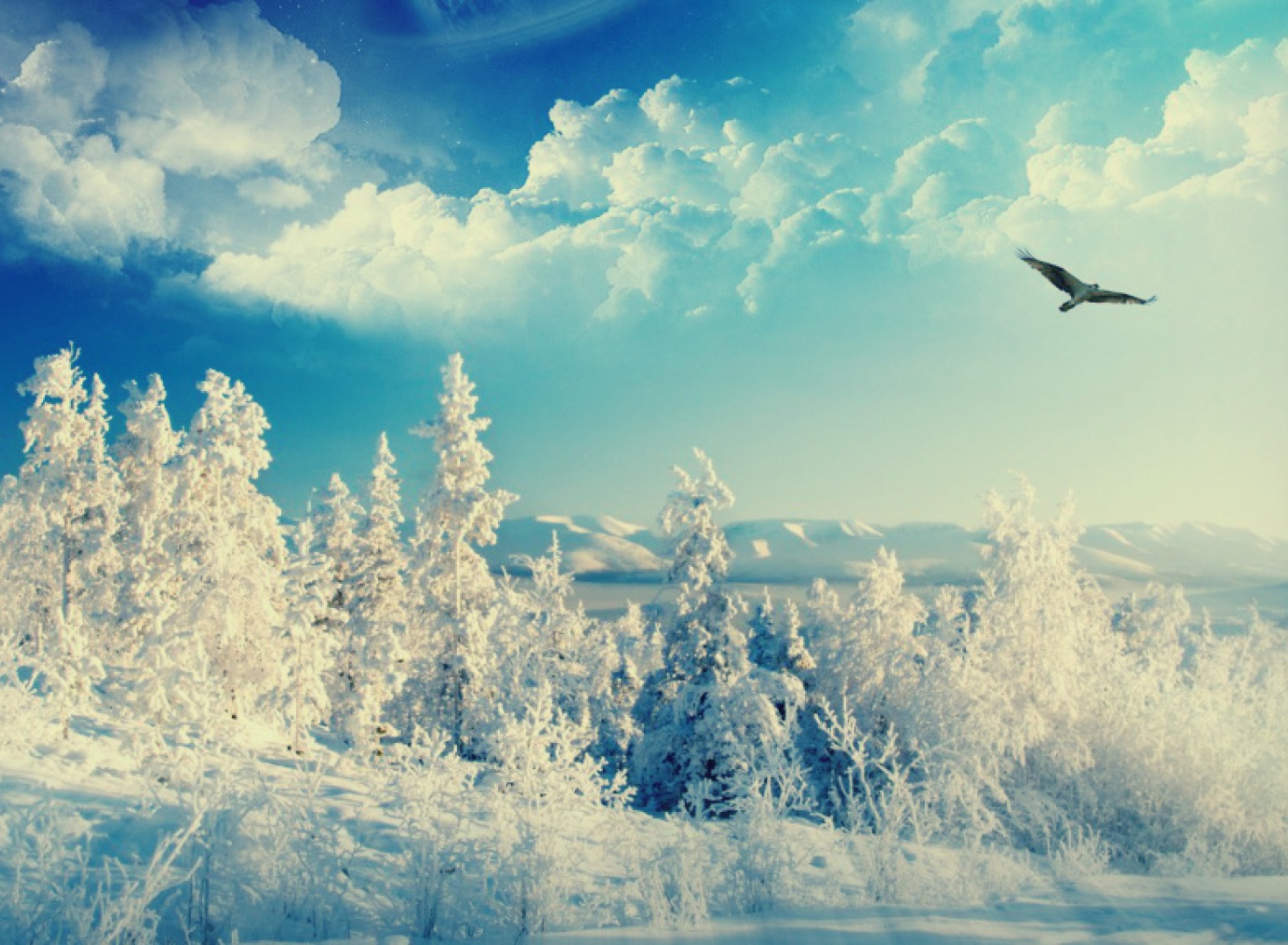 Bird In Sunny Winter Sky screenshot #1 1920x1408