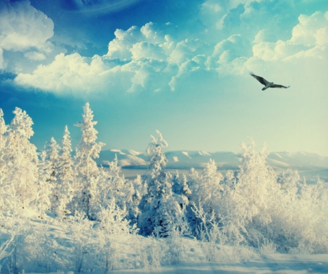 Sfondi Bird In Sunny Winter Sky 480x400
