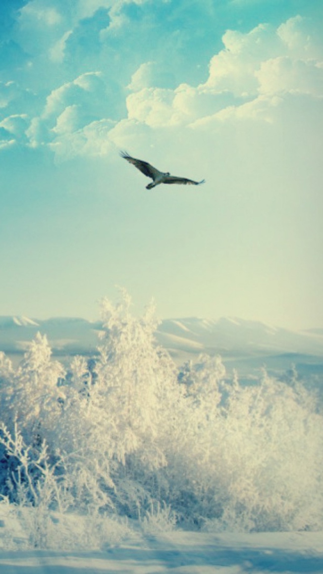 Das Bird In Sunny Winter Sky Wallpaper 640x1136