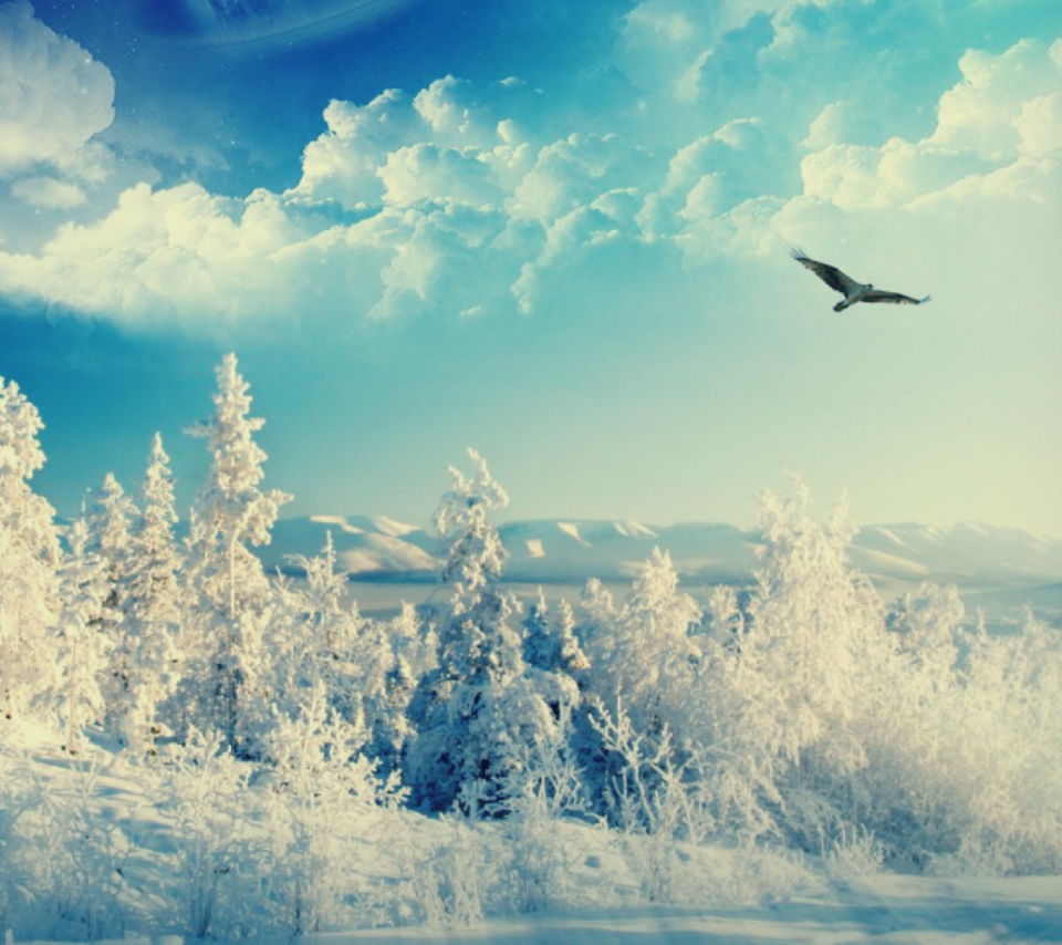 Sfondi Bird In Sunny Winter Sky 960x854