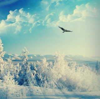 Kostenloses Bird In Sunny Winter Sky Wallpaper für 2048x2048
