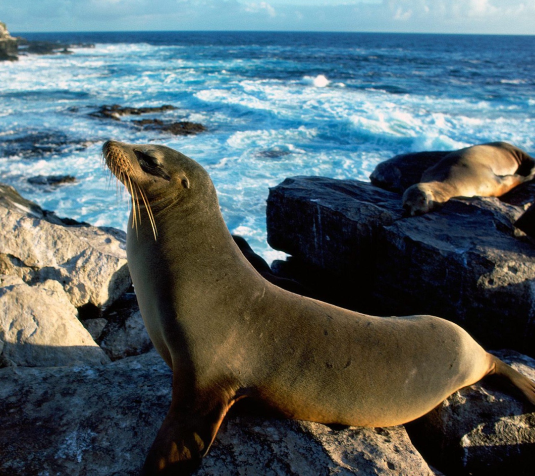 Fondo de pantalla Seal And Stones 1080x960