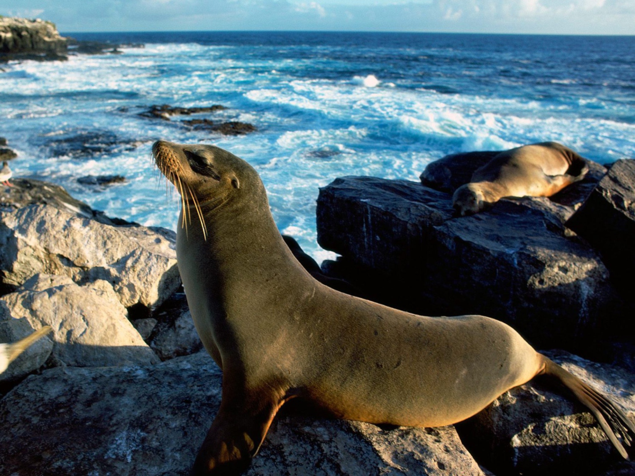 Seal And Stones screenshot #1 1280x960