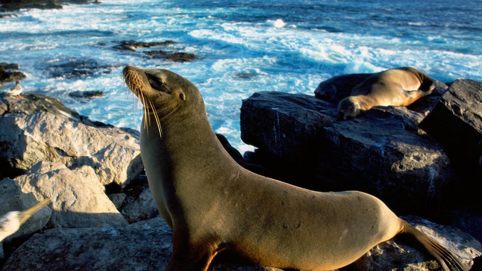 Sfondi Seal And Stones 1600x900