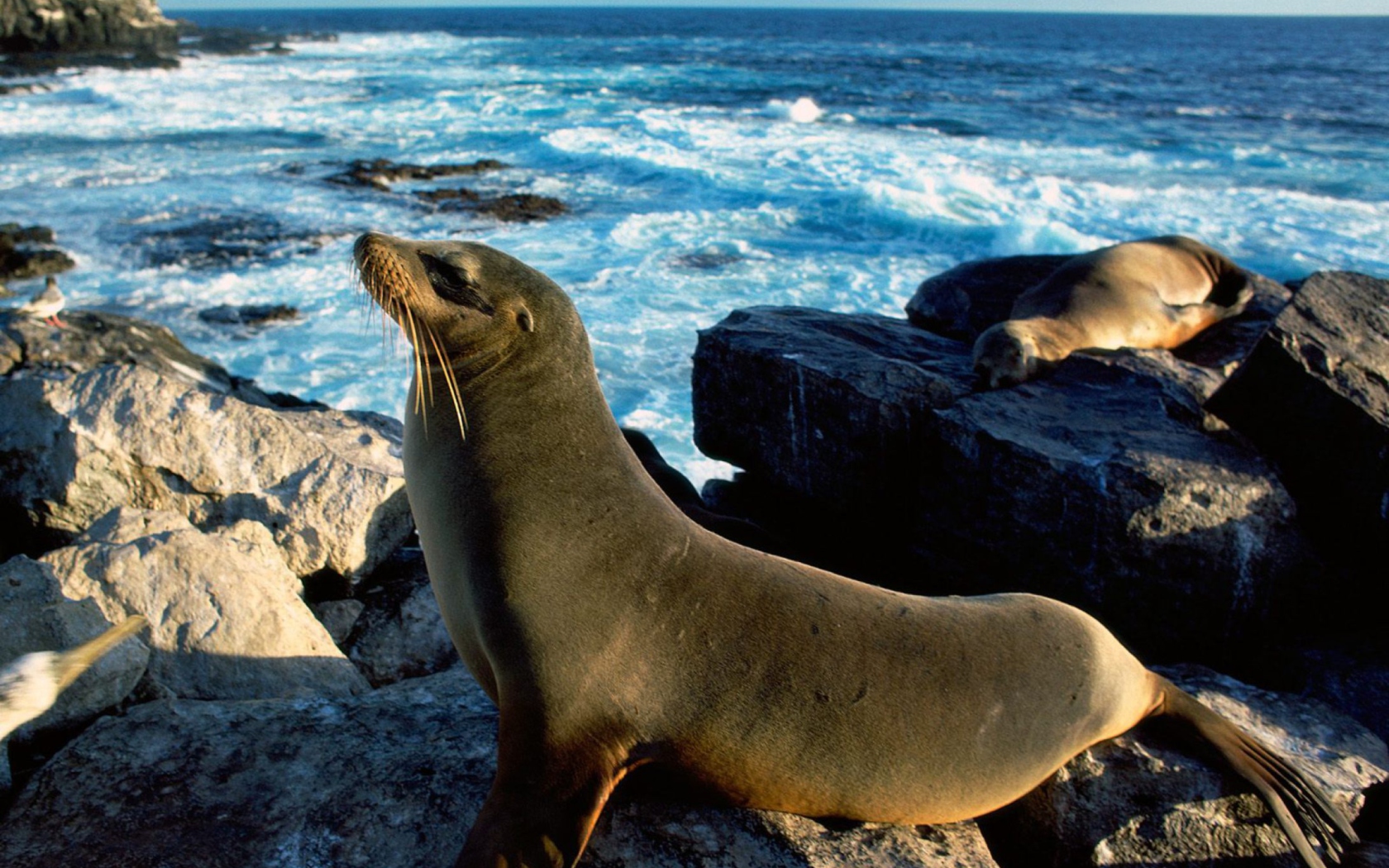 Seal And Stones wallpaper 1680x1050