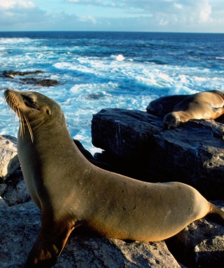 Seal And Stones sfondi gratuiti per iPhone 4