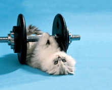 Обои Cat Working Out 220x176