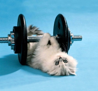 Cat Working Out Picture for 2048x2048