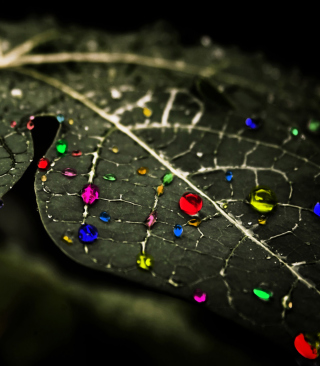 Free Dark Leaf Picture for iPhone 5