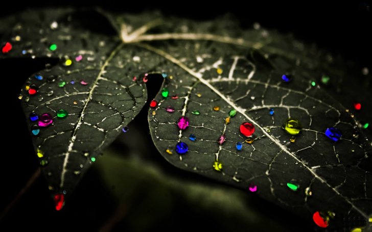 Обои Dark Leaf