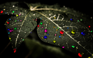 Dark Leaf - Obrázkek zdarma pro Motorola DROID 2