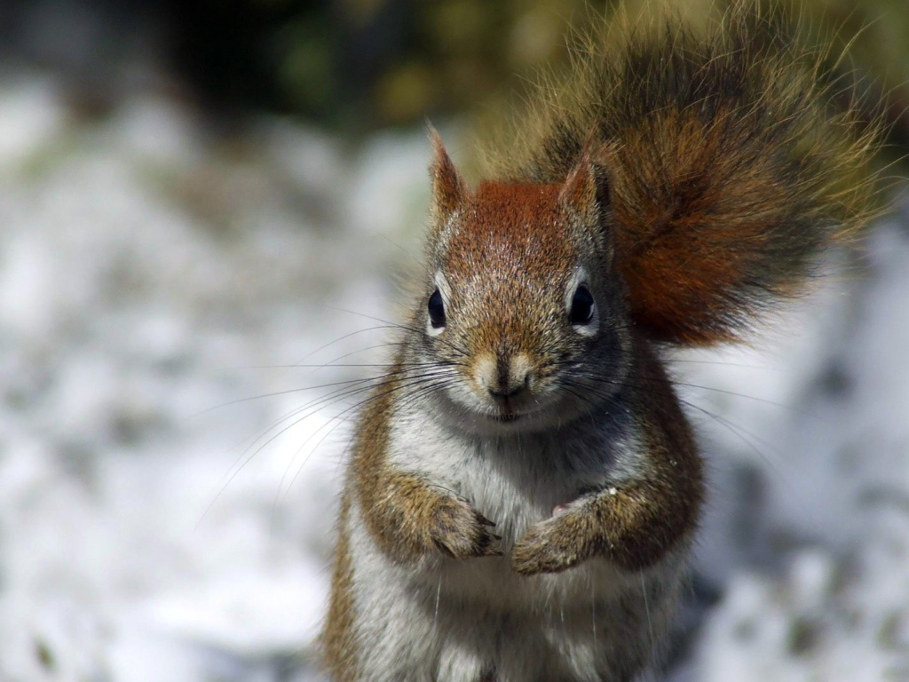 Sfondi Squirrel 1024x768