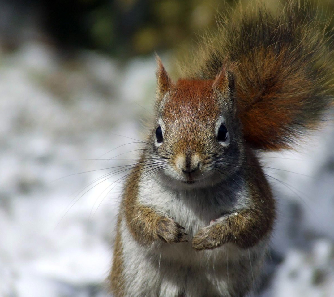 Squirrel wallpaper 1080x960