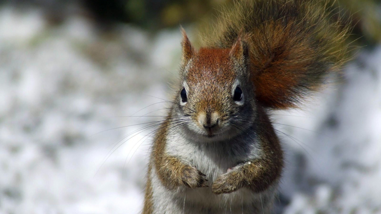 Das Squirrel Wallpaper 1280x720