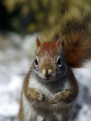 Das Squirrel Wallpaper 132x176