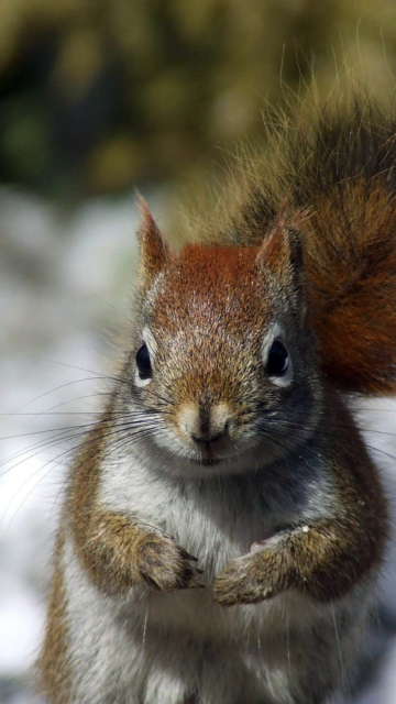 Squirrel screenshot #1 360x640