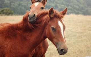 Free Horses Picture for Android, iPhone and iPad