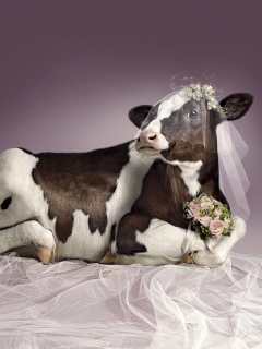 Das Bride Cow Wallpaper 240x320