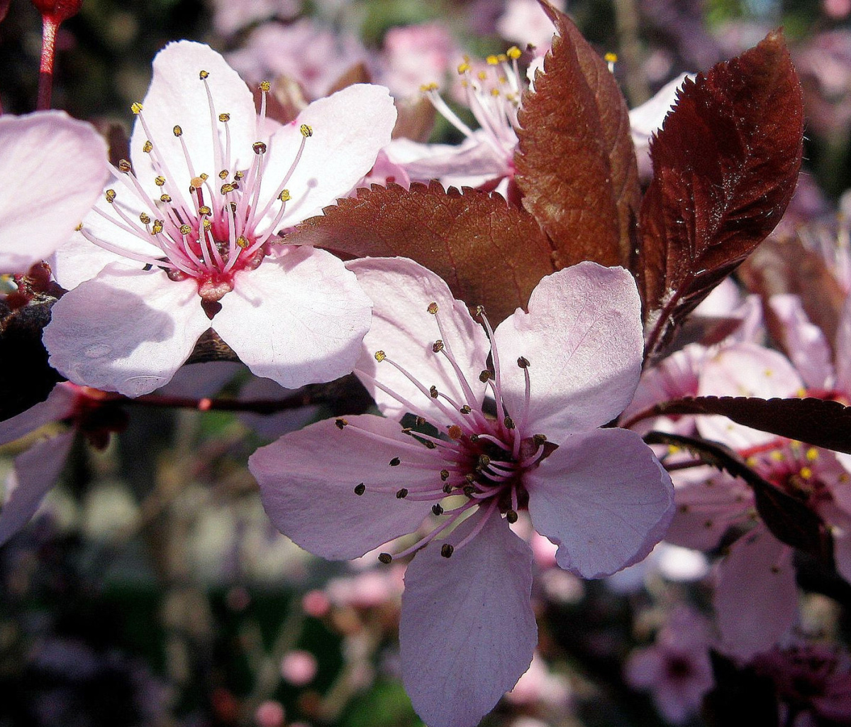 Pink Spring Tree wallpaper 1200x1024