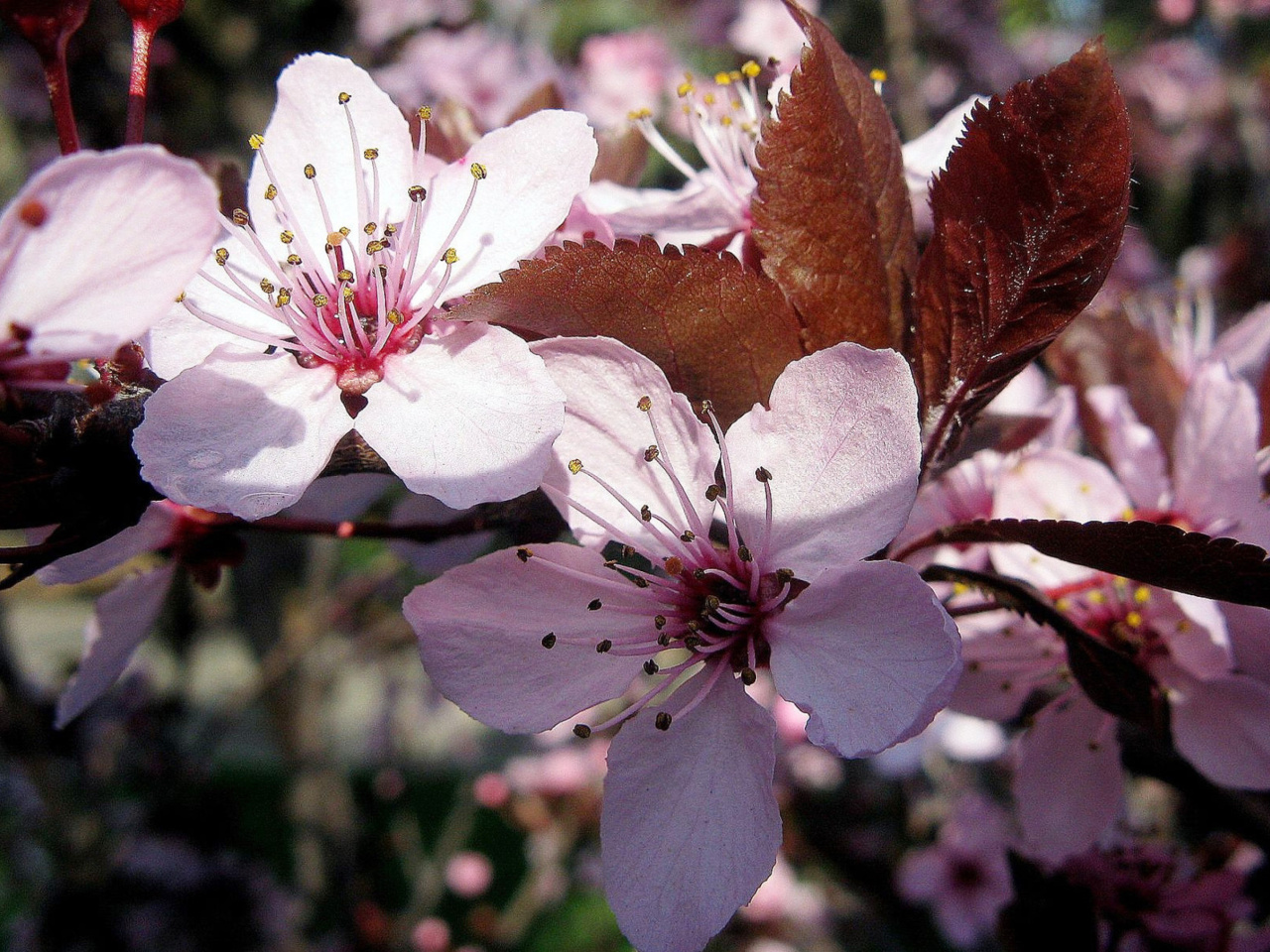 Обои Pink Spring Tree 1280x960