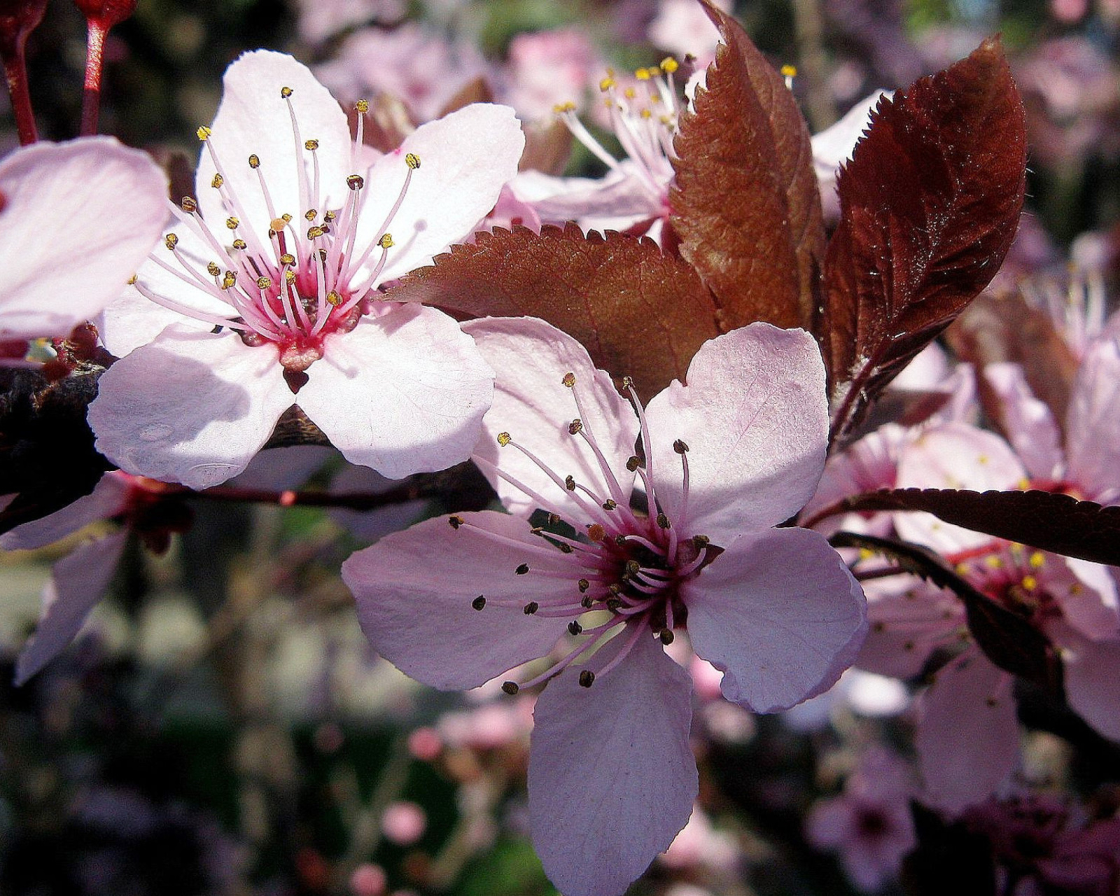 Sfondi Pink Spring Tree 1600x1280