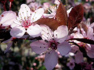 Fondo de pantalla Pink Spring Tree 320x240