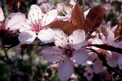 Fondo de pantalla Pink Spring Tree 480x320