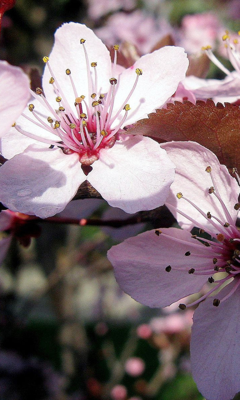 Sfondi Pink Spring Tree 768x1280