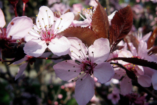 Pink Spring Tree sfondi gratuiti per cellulari Android, iPhone, iPad e desktop
