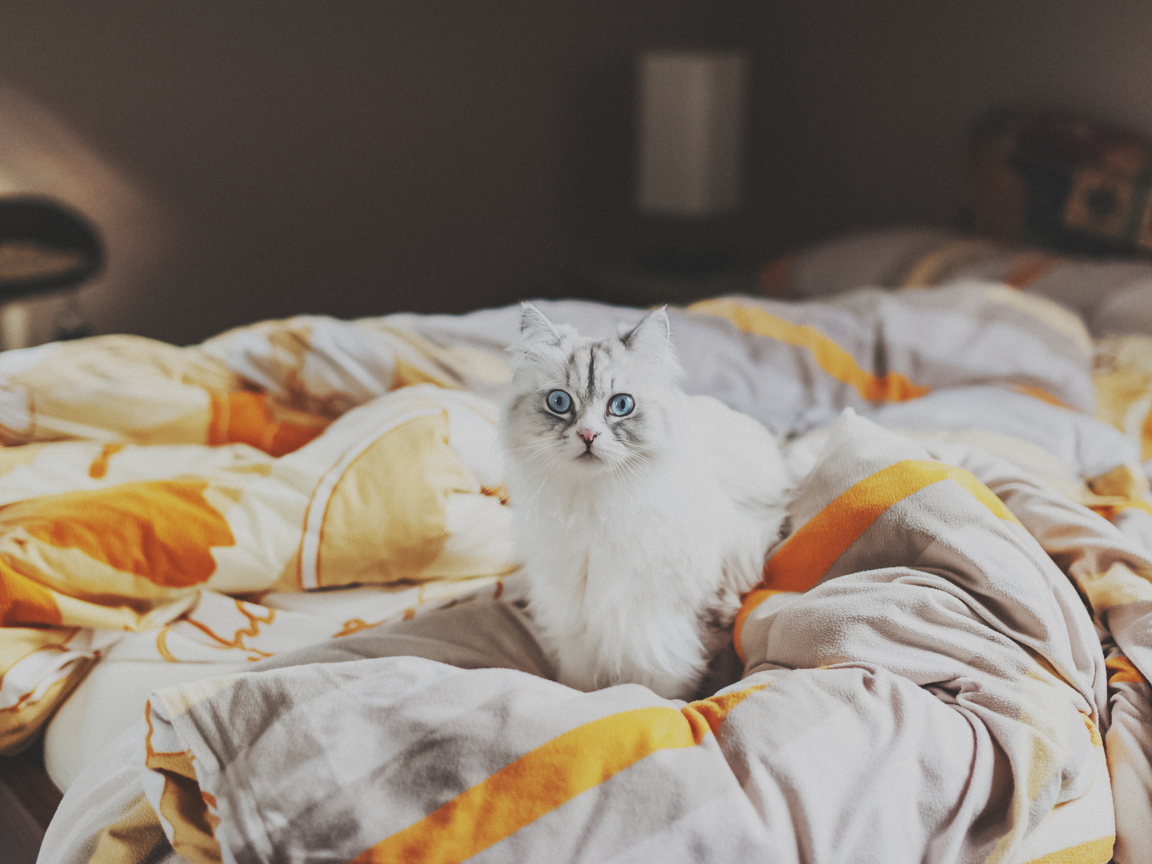 Обои White Cat With Blue Eyes In Bed 1152x864