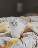 Обои White Cat With Blue Eyes In Bed 128x160