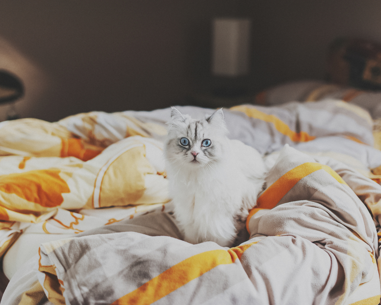 Обои White Cat With Blue Eyes In Bed 1600x1280